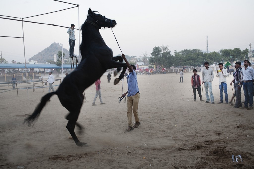 Horse at Pushkar